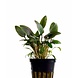 Moerings Cryptocoryne beckettii viridifolia pot Moerings Cryptocoryne beckettii viridifolia pot