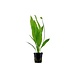 Moerings Echinodorus Grisebachii Bleherae Pot Moerings Echinodorus Grisebachii Bleherae Pot