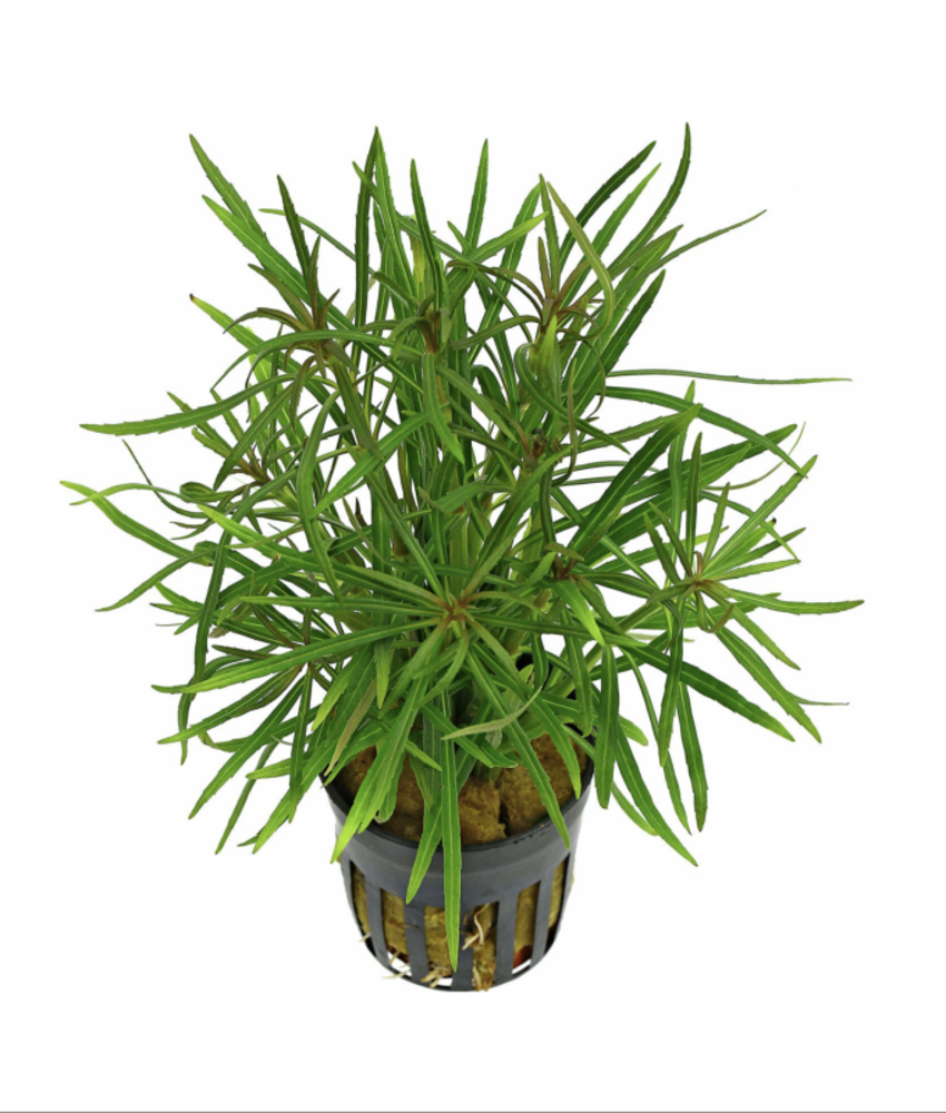 Moerings Eustralis stellata pot Moerings Eustralis stellata pot