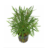 Moerings Eustralis Stellata Pot