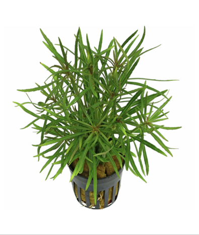 Moerings Eustralis stellata pot Moerings Eustralis stellata pot