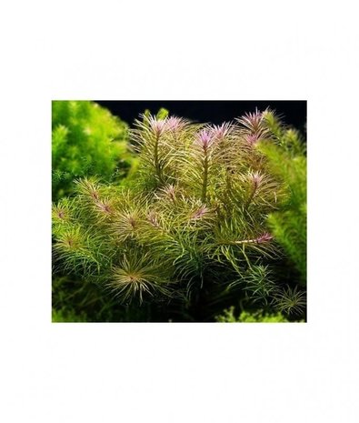 Moerings Eustralis stellata pot Moerings Eustralis stellata pot