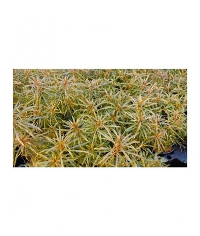 Moerings Eustralis stellata pot Moerings Eustralis stellata pot