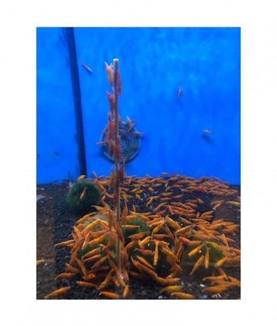 Heems huismerk Garnalen Lolly Mix 18 Cm 10 Stuks Heems huismerk Garnalen Lolly Mix 18 Cm 10 Stuks