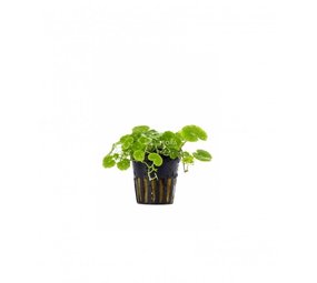 Moerings Hydrocotyle leucocephala pot (klimop grof) Moerings Hydrocotyle leucocephala pot (klimop grof)