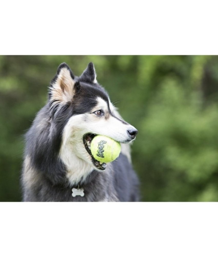 Kong Kong Tennisbal piep 3st Kong Kong Tennisbal piep 3st