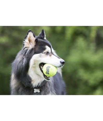 Kong Kong Tennisbal piep 3st Kong Kong Tennisbal piep 3st