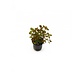 Moerings Ludwigia Repens Daimond Red Pot Moerings Ludwigia Repens Daimond Red Pot