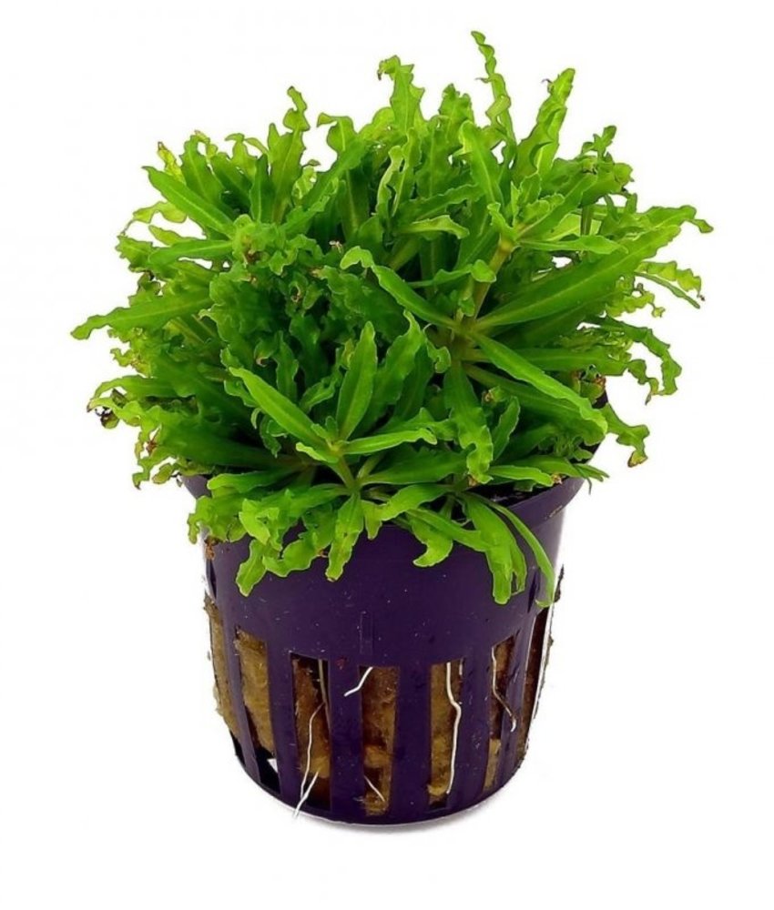 Moerings Pogostemon Helferi Pot Moerings Pogostemon Helferi Pot