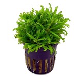 Moerings Pogostemon Helferi Pot