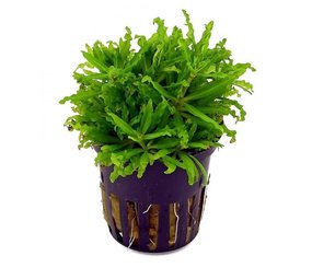 Moerings Pogostemon Helferi Pot Moerings Pogostemon Helferi Pot