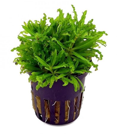 Moerings Pogostemon Helferi Pot Moerings Pogostemon Helferi Pot