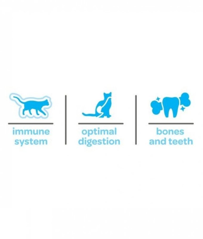 Smolke Smolke Cat Kitten Smolke Smolke Cat Kitten