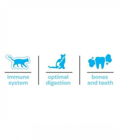 Smolke Smolke Cat Kitten Smolke Smolke Cat Kitten