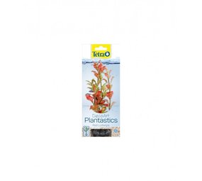 Tetra Tetra decoart ludwigia Tetra Tetra decoart ludwigia