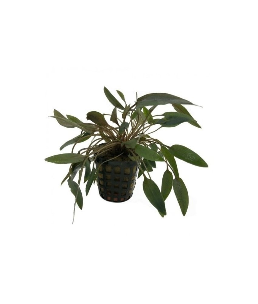 Moerings Cryptocoryne Wendtii Bruin Pot