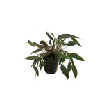 Moerings Cryptocoryne Wendtii Bruin Pot