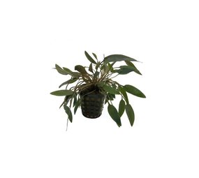 Moerings Cryptocoryne Wendtii Bruin Pot