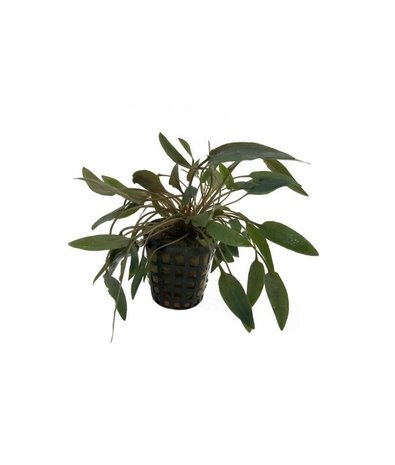 Moerings Cryptocoryne Wendtii Bruin Pot