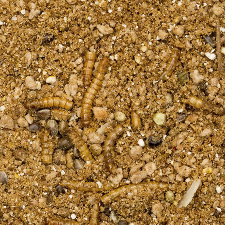 Beaphar BEAPHAR EGELVOER 1KG