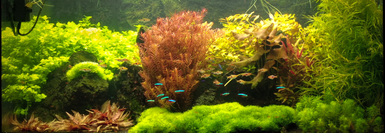 Planten van de maand Planten van de maand