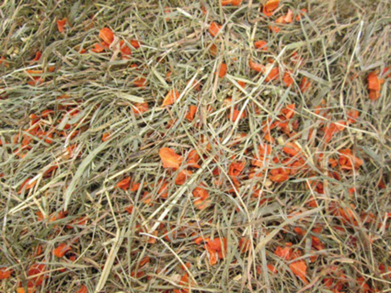 BARN-I BARNI KRUIDENHOOI ECHINACEA  WORTEL