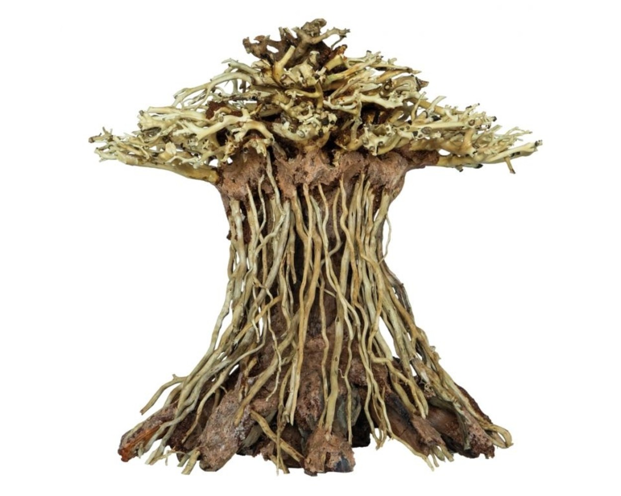 Superfish SF DECO BONSAI MUSHROOM MEDIUM Superfish SF DECO BONSAI MUSHROOM MEDIUM