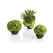 Biorb BIORB KORAALBALLENSET GROEN Biorb BIORB KORAALBALLENSET GROEN