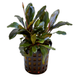 Moerings Bucepephalandra Theia Moerings Bucepephalandra Theia