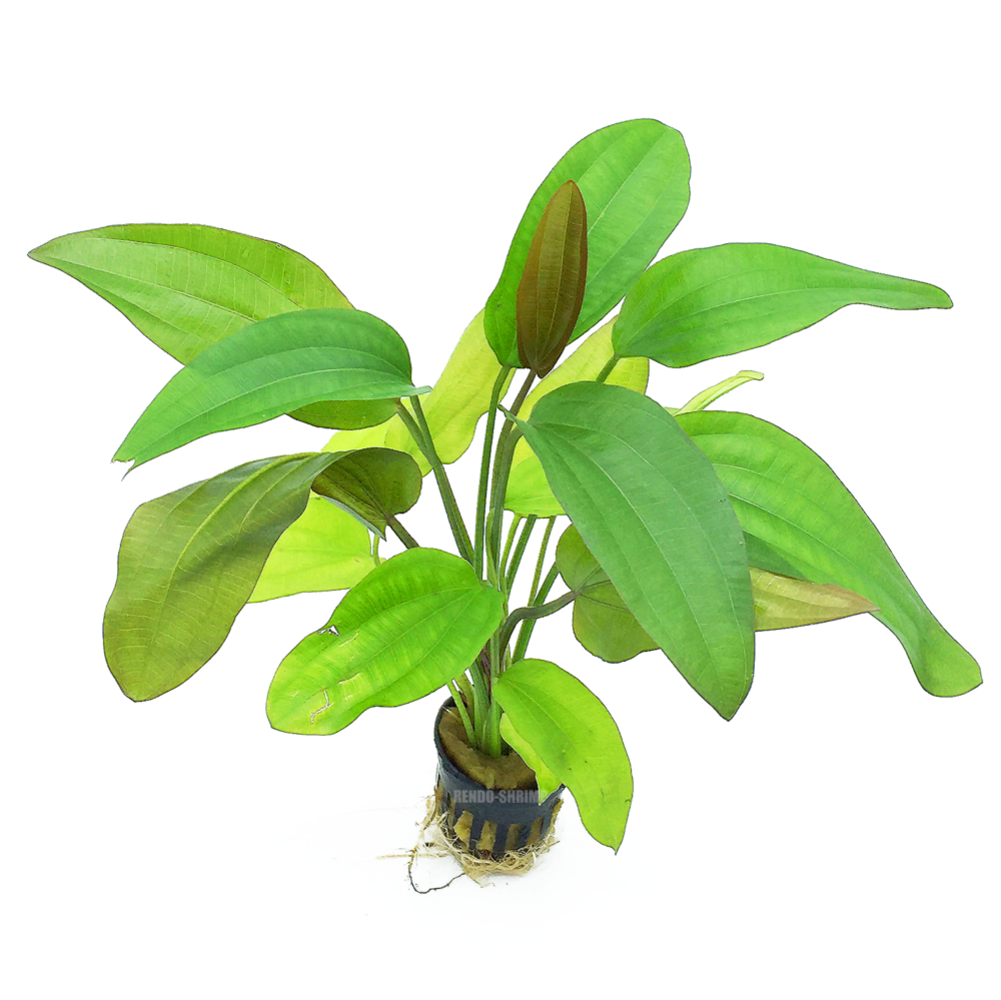 Moerings Echinodorus Impaii Moerings Echinodorus Impaii