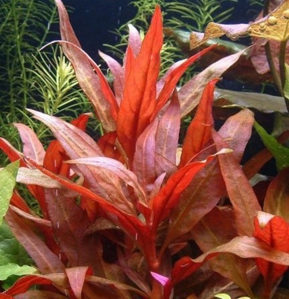 Moerings Alternanthera Rosaefolia pot Moerings Alternanthera Rosaefolia pot