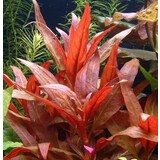 Moerings Alternanthera Rosaefolia pot