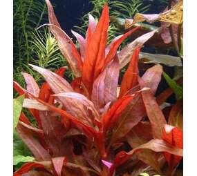 Moerings Alternanthera Rosaefolia pot Moerings Alternanthera Rosaefolia pot