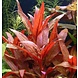 Moerings Moerings Alternanthera Rosaefolia pot Moerings Moerings Alternanthera Rosaefolia pot