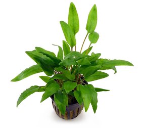 Moerings Cryptocoryne Wendtti Green Gecko Moerings Cryptocoryne Wendtti Green Gecko