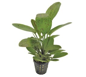 Moerings Echinodorus Ozelot Green Moerings Echinodorus Ozelot Green