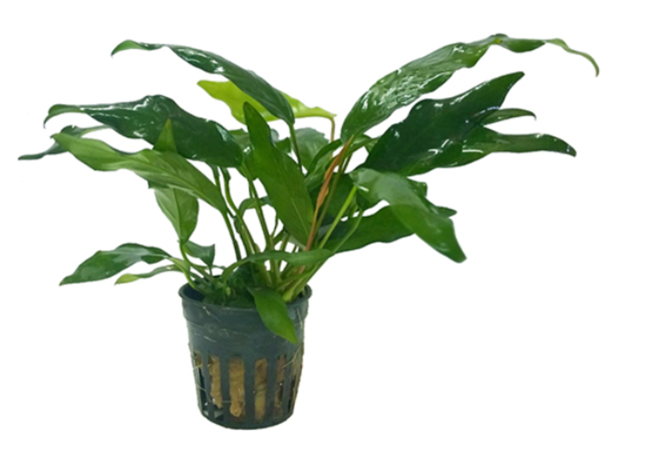 Moerings Anubias Minima Moerings Anubias Minima