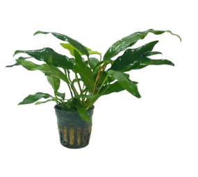 Moerings Anubias Minima Moerings Anubias Minima