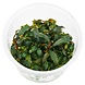 aquaflora Bucephalandra Kedagang in-vitro aquaflora Bucephalandra Kedagang in-vitro