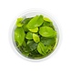 aquaflora 3068 Anubias Barteri Var. Nana Golden in-vitro aquaflora 3068 Anubias Barteri Var. Nana Golden in-vitro