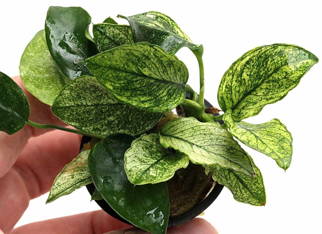 Moerings Anubias Barteri Var. Nana Pinto