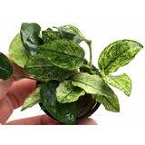 Moerings Anubias Barteri Var. Nana Pinto Moerings Anubias Barteri Var. Nana Pinto