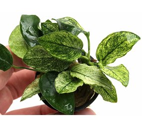 Moerings Anubias Barteri Var. Nana Pinto Moerings Anubias Barteri Var. Nana Pinto