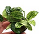 Aquaflora Anubias Barteri Var. Nana pinto Aquaflora Anubias Barteri Var. Nana pinto