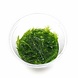 aquaflora 3048 Mayaca Fluviatilis in-vitro aquaflora 3048 Mayaca Fluviatilis in-vitro