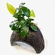 Moerings Cocosnoot met Anubias Moerings Cocosnoot met Anubias