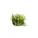 aquaflora 3026 Helanthium tenellum in-vitro aquaflora 3026 Helanthium tenellum in-vitro