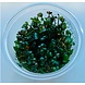 aquaflora 3011 Marsilea Angustifolia in-vitro aquaflora 3011 Marsilea Angustifolia in-vitro