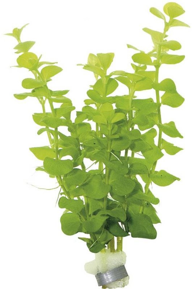 Moerings Lysimachia Nummularia Aurea Bosje Moerings Lysimachia Nummularia Aurea Bosje