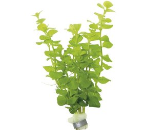 Moerings Lysimachia Nummularia Aurea Bosje Moerings Lysimachia Nummularia Aurea Bosje